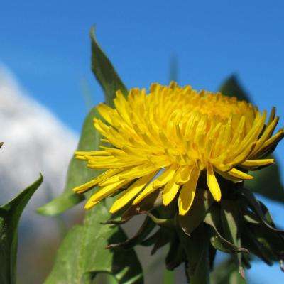 管家婆一码一肖资料手机app下载